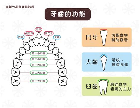 牙齒的功能|人類牙齒